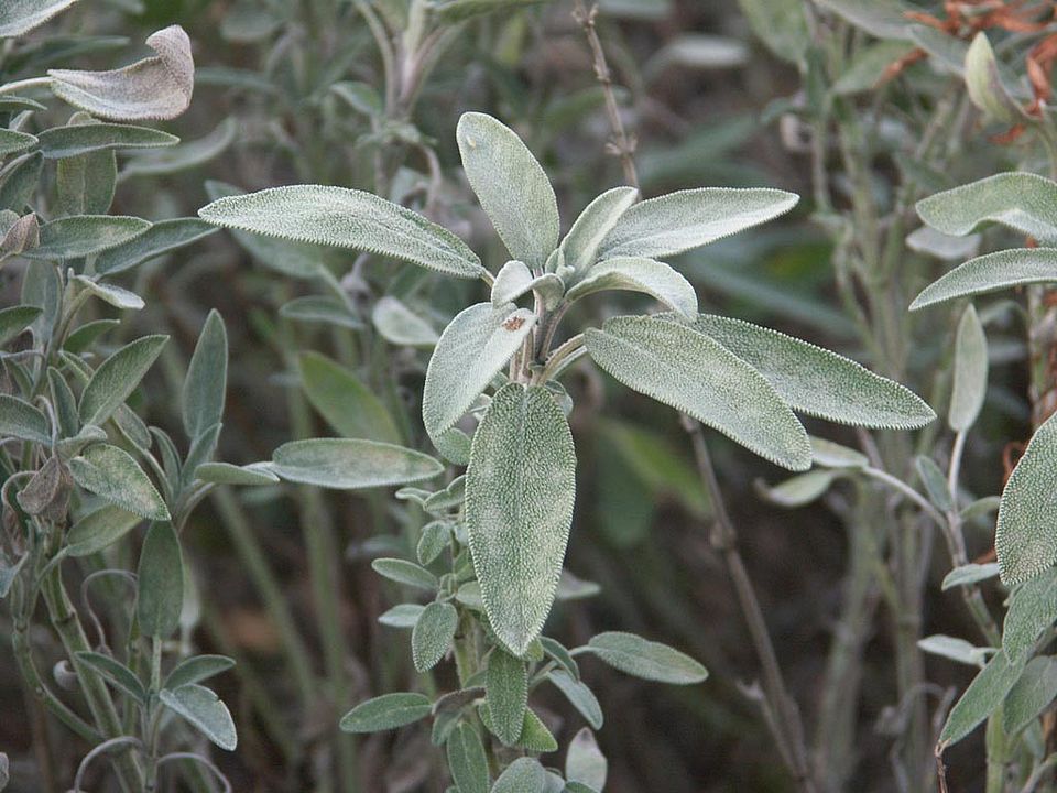   Salvia officinalis - Echter Salbei (Lamiaceae)