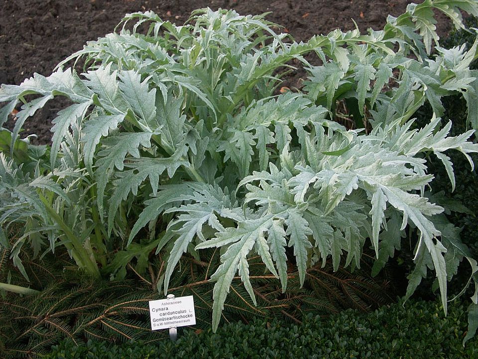 Cynara cardunculus - Artischocke (Asteraceae)