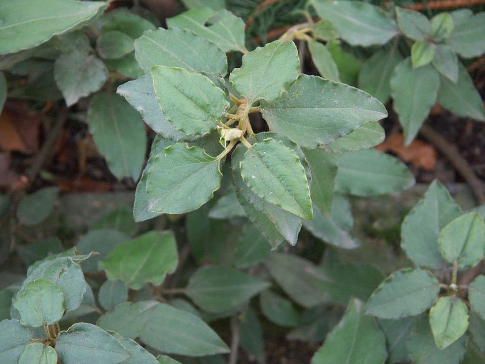   Cistus laurifolius - Lorbeerblättrige Cistrose (Cistaceae)