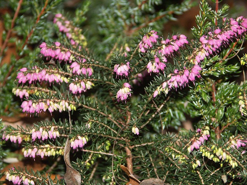   Erica carnea - Schnee-Heide (Ericaceae)