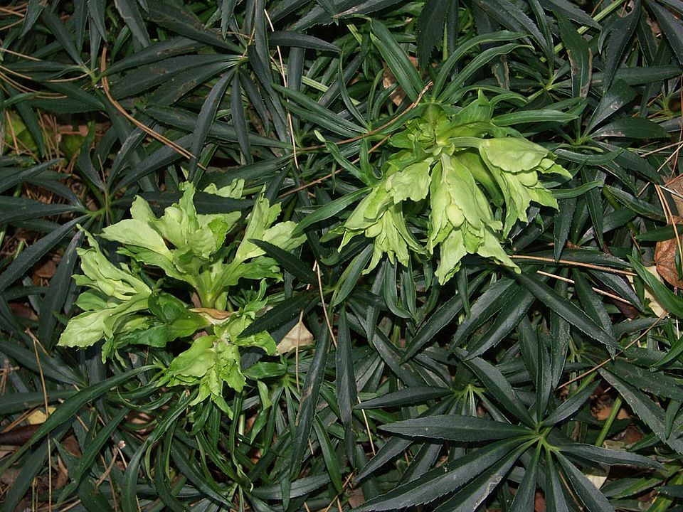   Helleborus foetidus - Stinkende Nieswurz (Ranunculaceae)