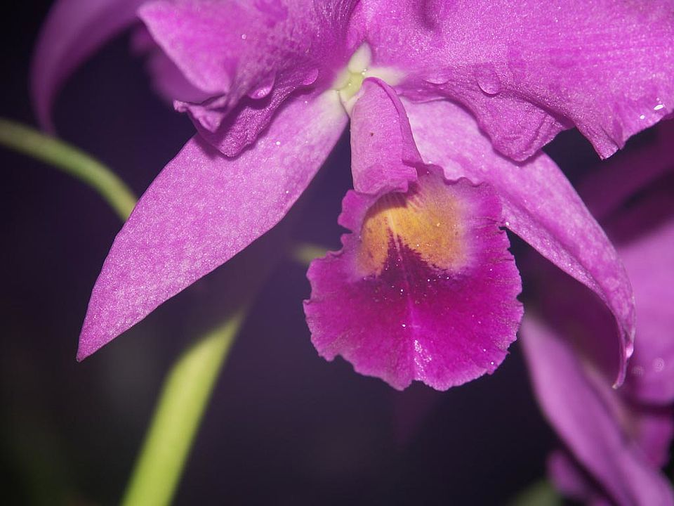   Cattleya bowringia (Orchidaceae)