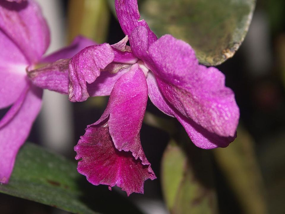   Cattleya-Hybride (Orchidaceae)