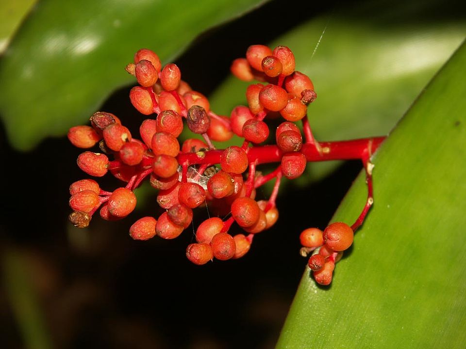   Aechmea miniata (Bromeliaceae)