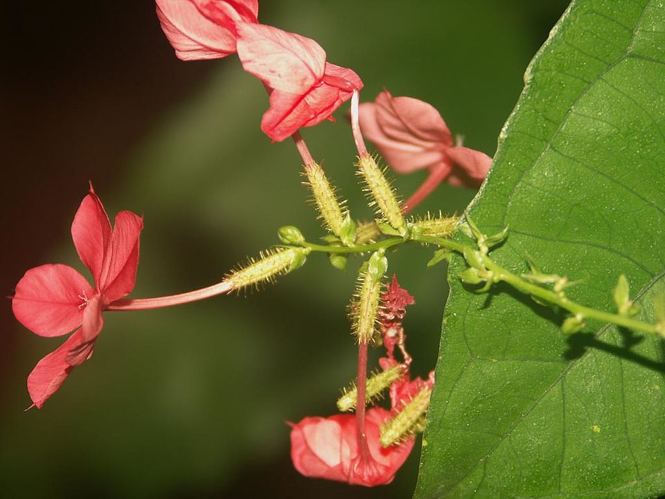 Plumbago indica - Indische Bleiwurz (Plumbaginaceae)