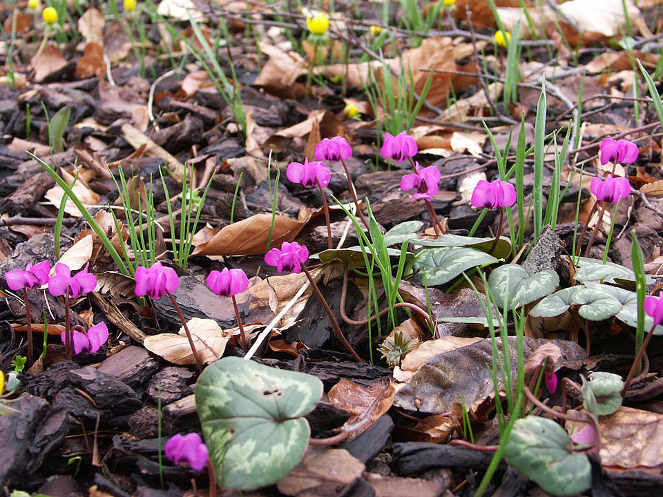 Cyclamen coum - Vorfrühlings-Alpenveilchen (Familie Primulaceae)