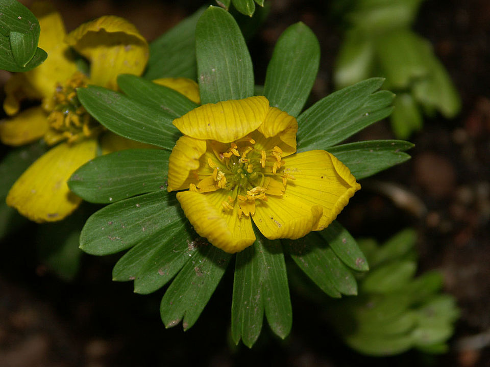 Eranthis hiemalis - Winterling (Familie Ranunculaceae)