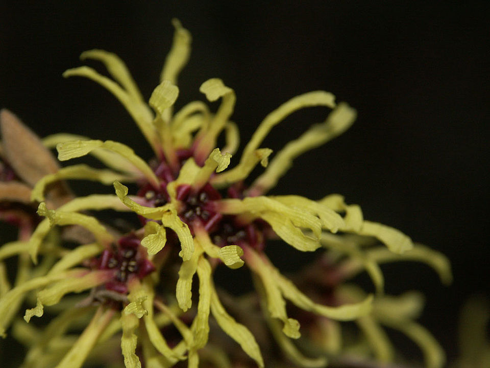 Hamamelis japonica - Japanische Zaubernuß (Familie Hamamelidaceae)