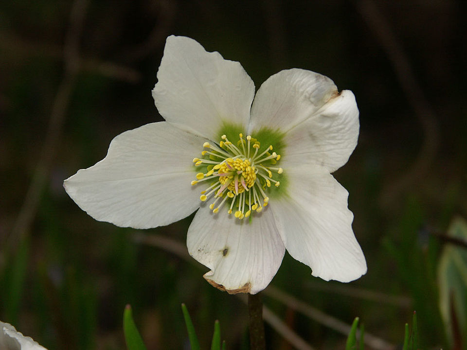 Helleborus niger - Christrose (Familie Ranunculaceae)