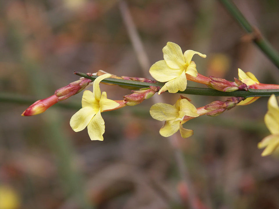 Jasminum nudiflorum - Winter-Jasmin (Familie Oleaceae)