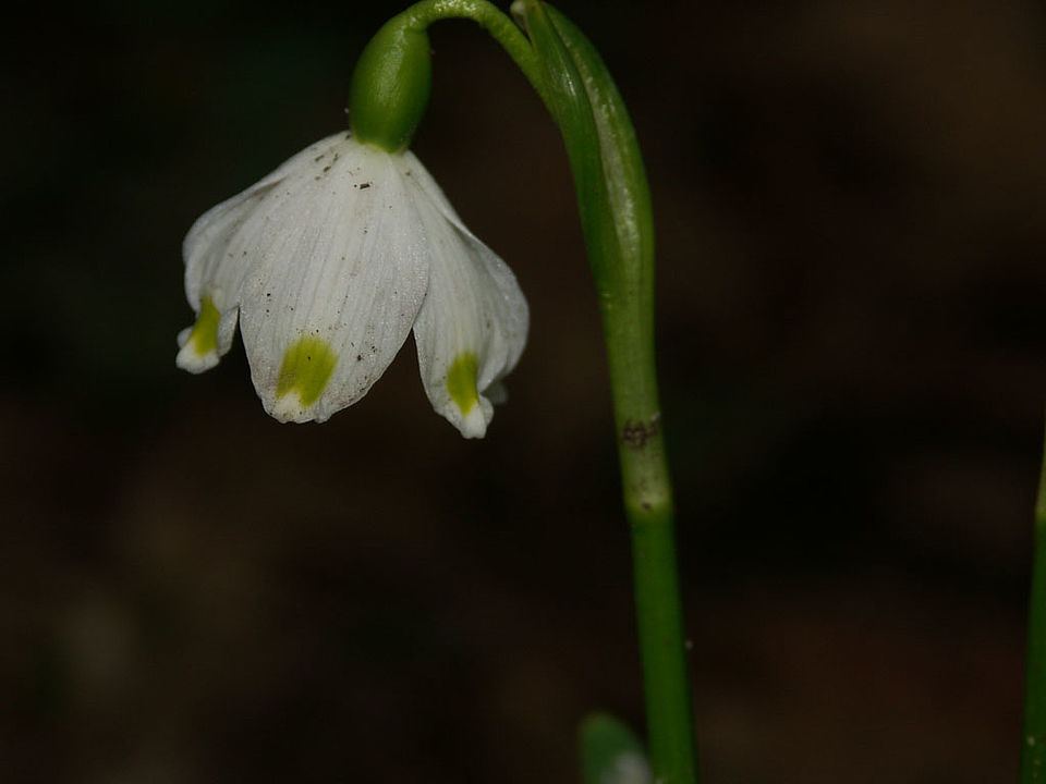 Leucojum vernum - Märzenbecher (Familie Amaryllidaceae)