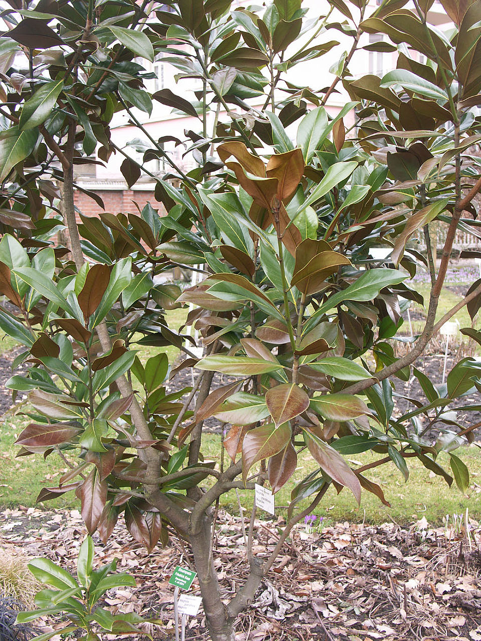Magnolia grandiflora - Immergrüne Magnolie (Familie Magnoliaceae)