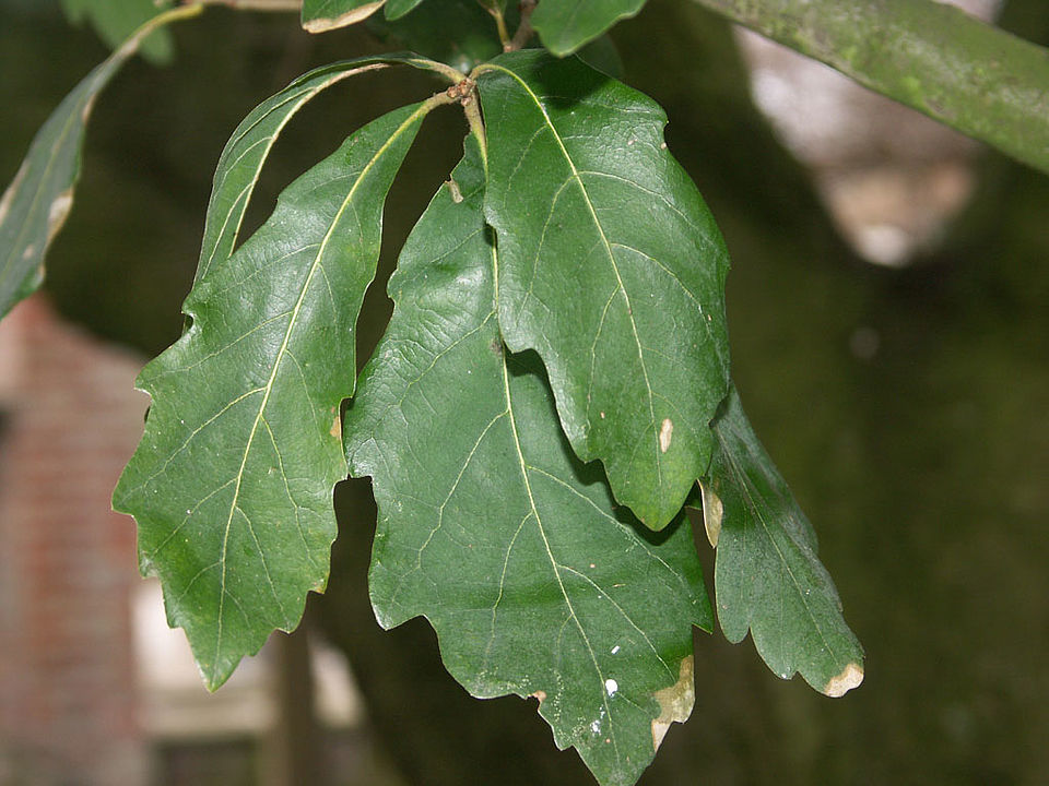 Quercus x turneri "Pseudoturneri" - Wintergrüne Eiche (Familie Fagaceae)