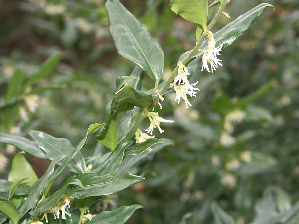 Sarcococca humilis - Niedrige Fleischbeere (Familie Buxaceae)