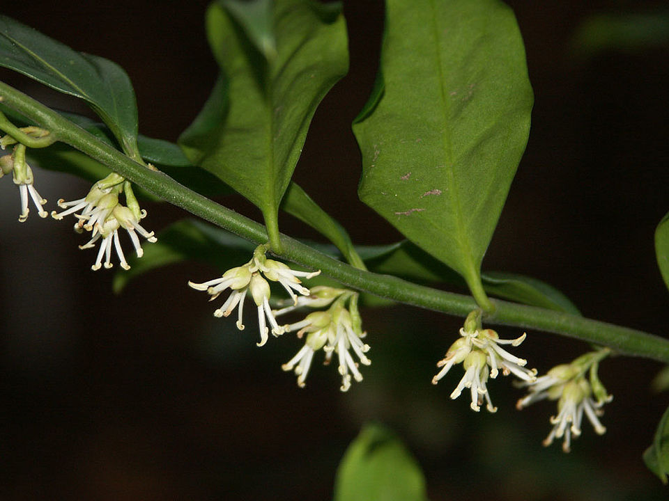 Sarcococca humilis - Niedrige Fleischbeere (Familie Buxaceae)