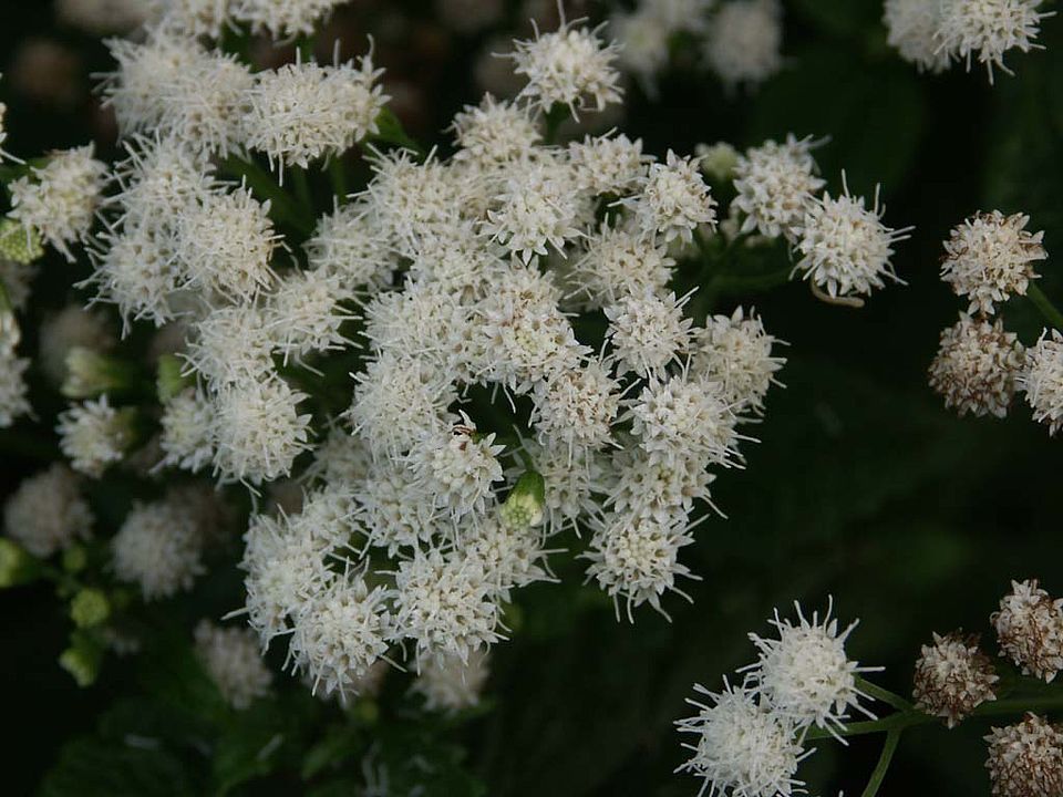 Ageratina altissima (Asteraceae)