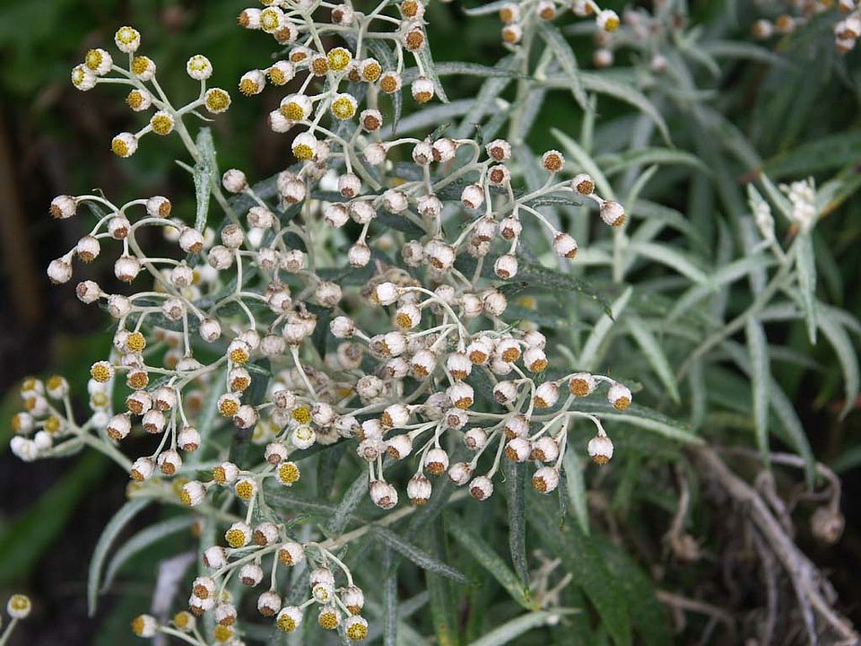 Anaphalis margaritacea - Perlpfötchen (Asteraceae)