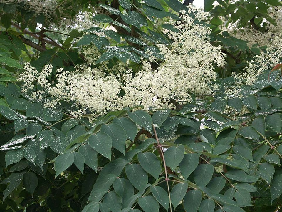 Aralia mandshurica – Japanischer Angelikabaum, Aralie (Araliaceae)