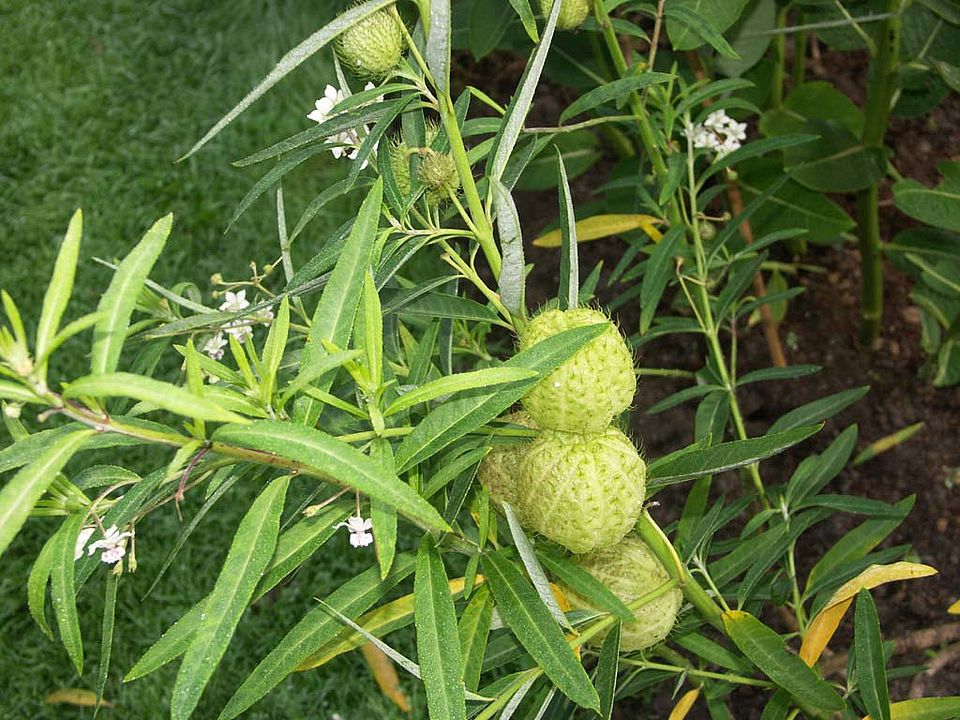 Gomphocarpus physocarpus (= Asclepias physocarpa) – Schwanen-Seidenpflanze (Asclepiadaceae)