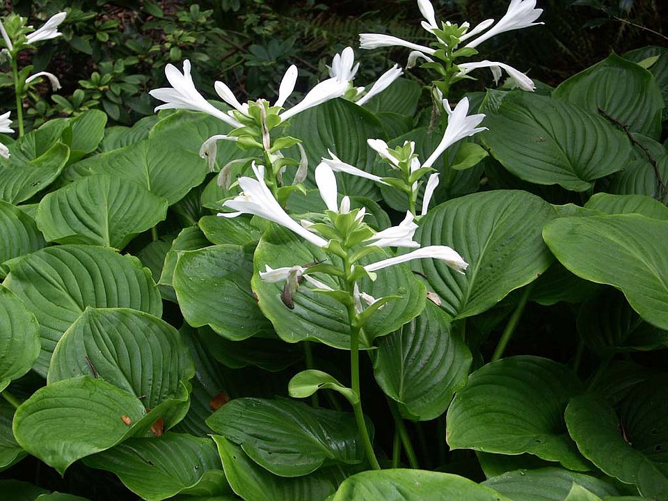 Hosta plantaginea var. japonica - Funkie (Hostaceae/Liliaceae)