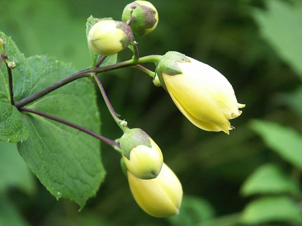 Kirengeshoma palmata – Wachsglocke (Hydrangeaceae)