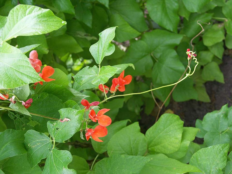 Phaseolus coccineus – Feuerbohne (Fabaceae)