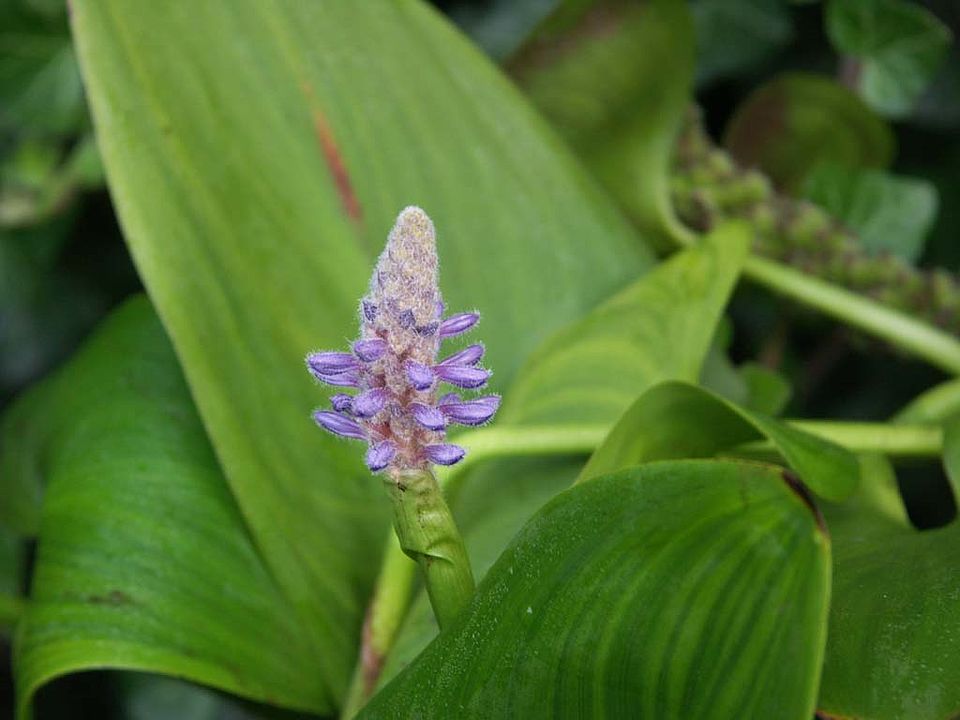 Pontederia cordata – Hechtkraut (Pontederiaceae)