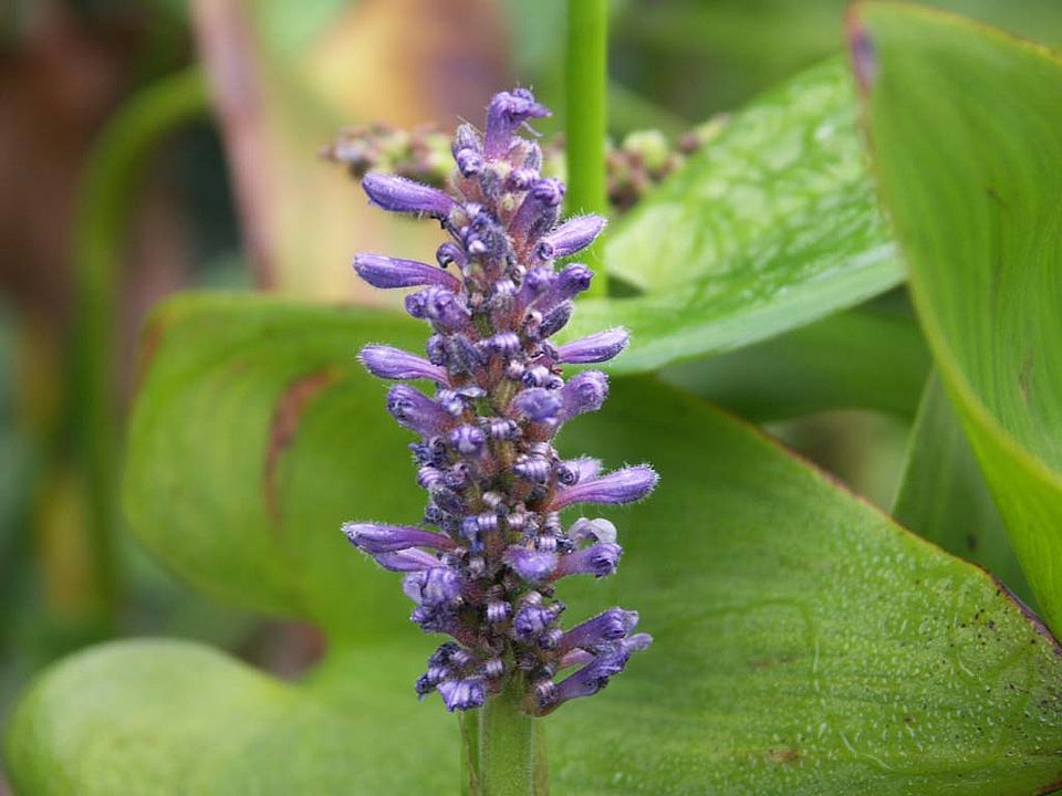 Pontederia cordata – Hechtkraut (Pontederiaceae)