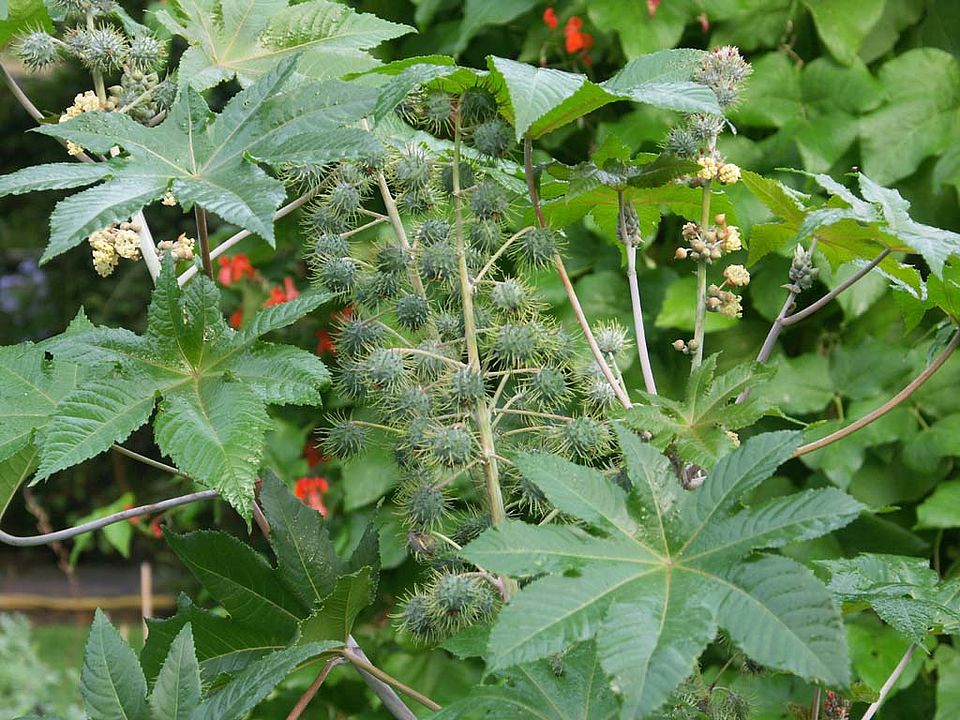 Ricinus communis – Rizinus, Wunderbaum (Euphorbiaceae)