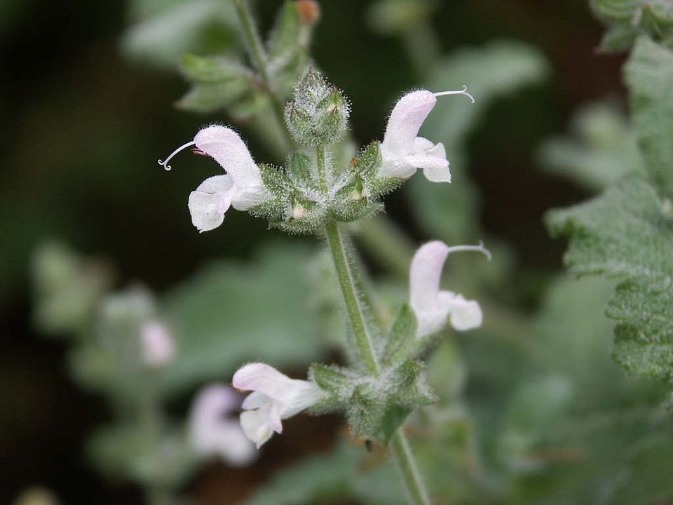 Salvia disermas – Disermas-Salbai (Lamiaceae)