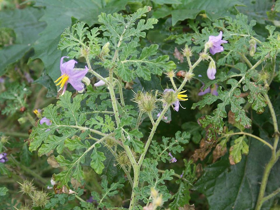 Solanum citrullifolium – Melonenblatt-Nachtschatten (Solanaceae)