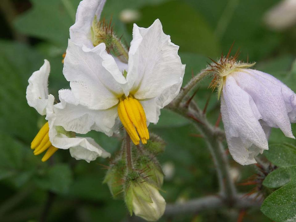 Solanum sisymbriifolium – Raukenblättriger Nachtschatten (Solanaceae)