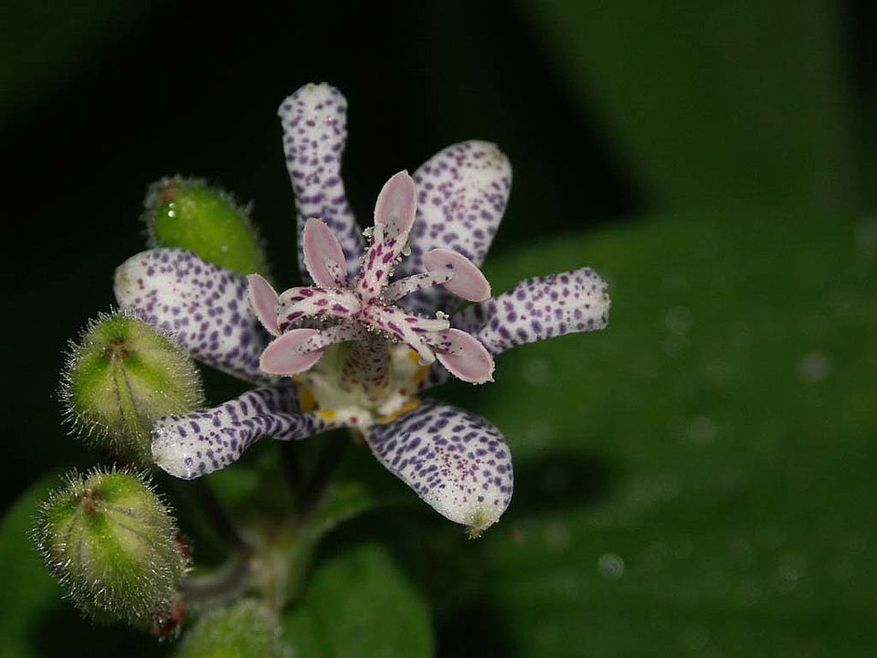 Tricyrtis hirta – Borstige Krötenlilie (Convallariaceae/Liliaceae)