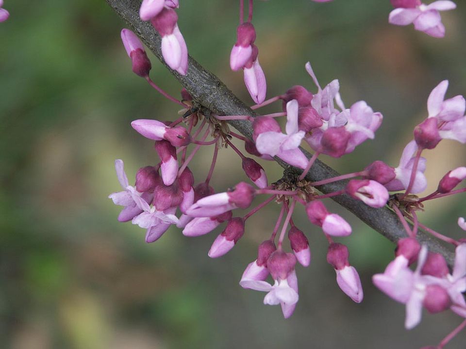 Cercis canadensis – Kanadischer Judasbaum (Fabaceae)