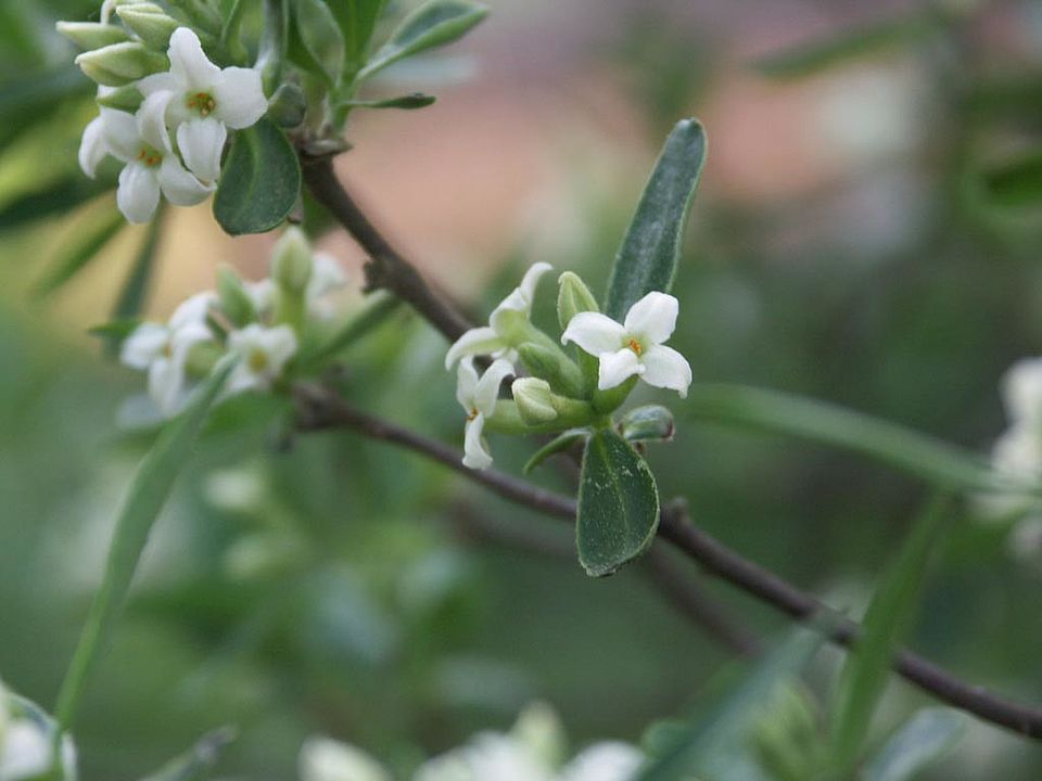  Daphne alpina – Alpen-Seidelbast (Familie Thymelaeaceae)