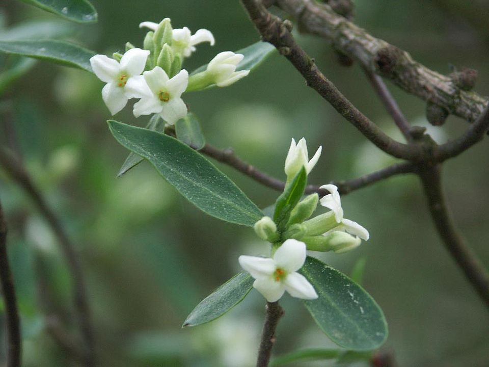 Daphne alpina – Alpen-Seidelbast (Familie Thymelaeaceae)