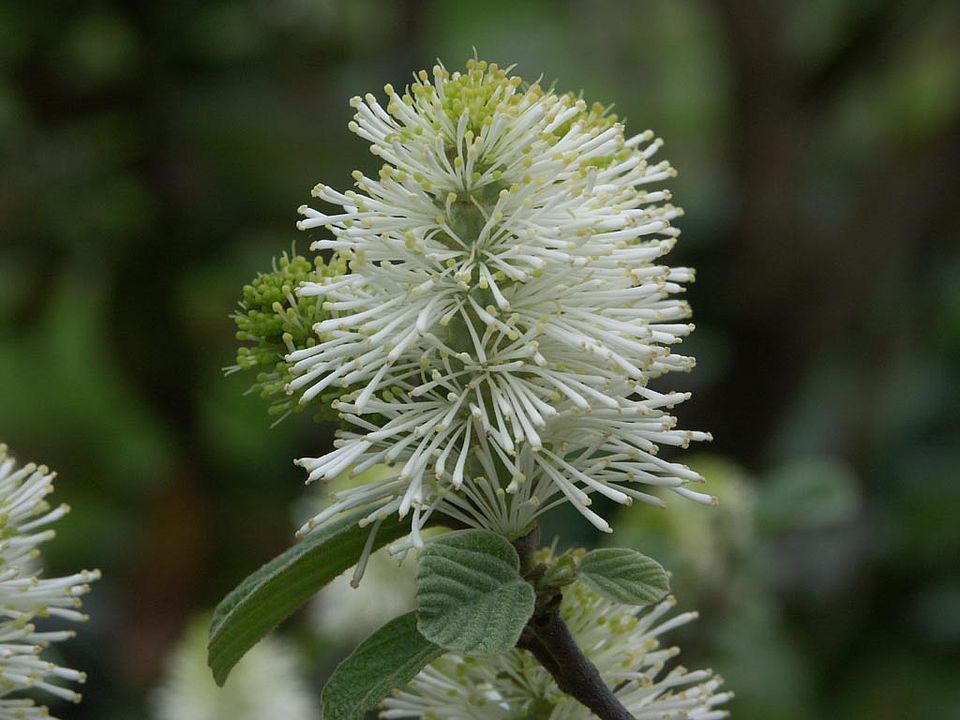  Fothergilla gardenii – Federbuschstrauch (Familie Hamamelidaceae)