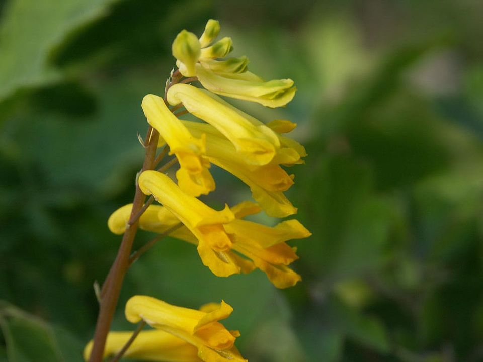 Pseudofumaria lutea – Gelber Lerchensporn (Familie Fumariaceae)