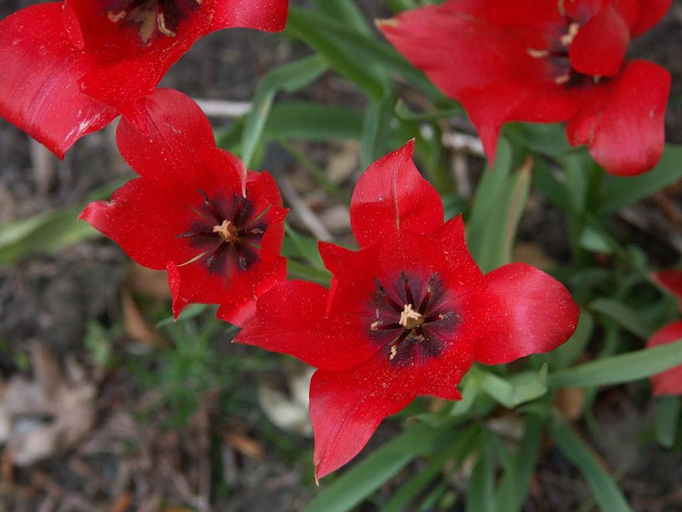  Tulipa linifolia (Familie Liliaceae) 