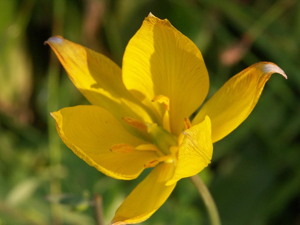   Tulipa sylvestris – Wilde Tulpe (Familie Lamiaceae)
