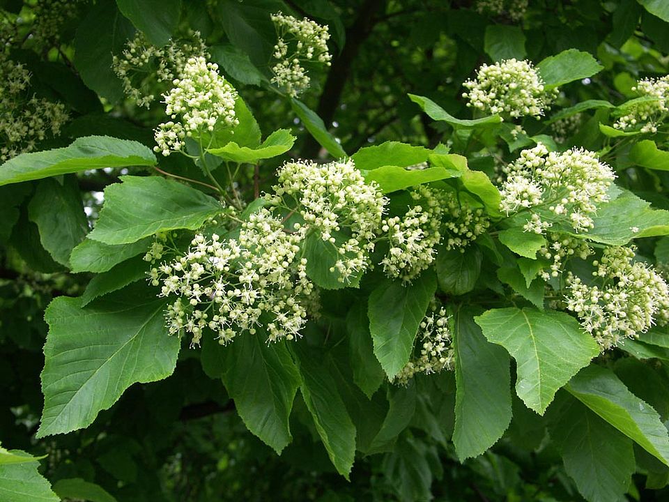 Acer tataricum – Tatarischer Steppen-Ahorn (Aceraceae)
