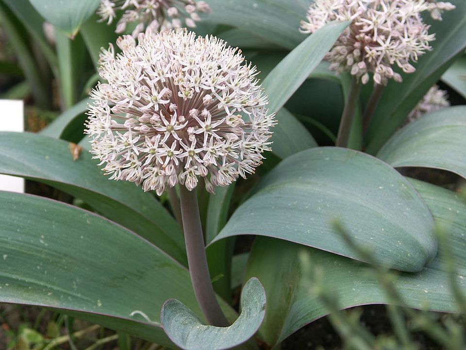 Allium karataviense – Blauzungen-Lauch (Liliaceae)