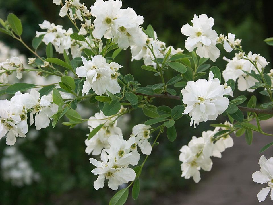 Exochorda racemosa – Chinesische Radspiere (Rosaceae)