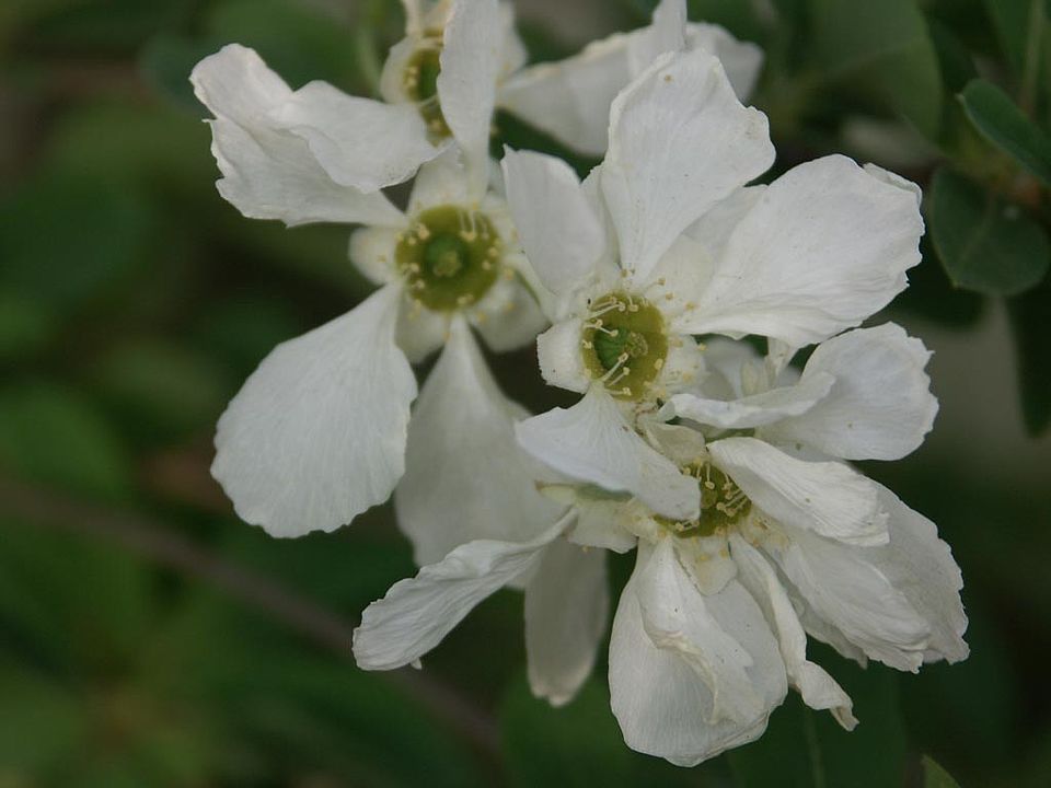 Exochorda racemosa – Chinesische Radspiere (Rosaceae)