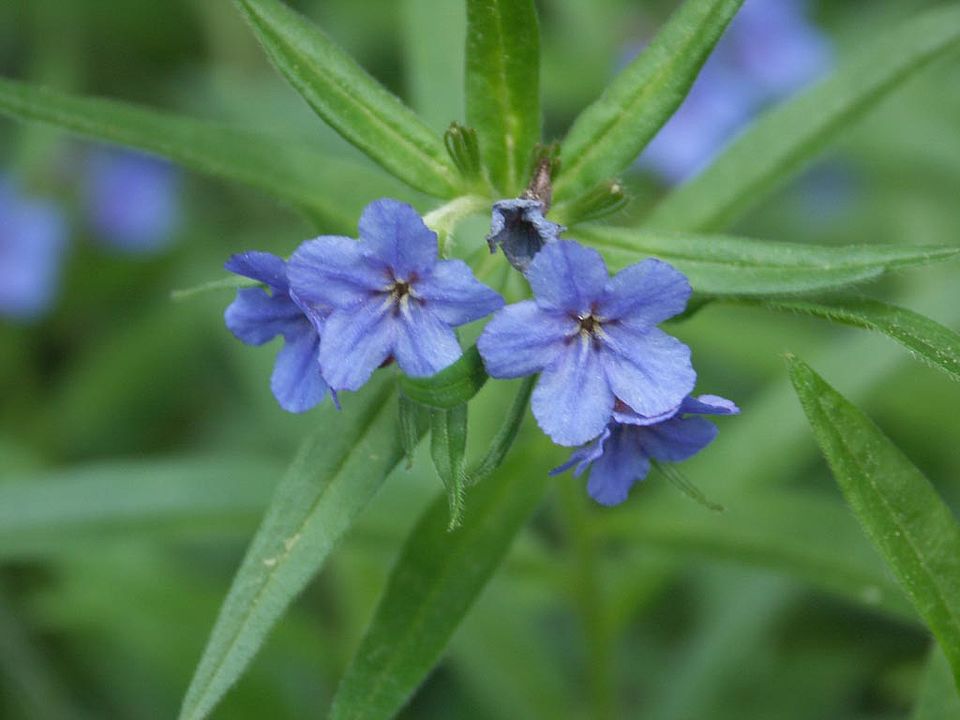 Lithospermum purpurocaeruleum – Blauroter Steinsame (Boraginaceae)