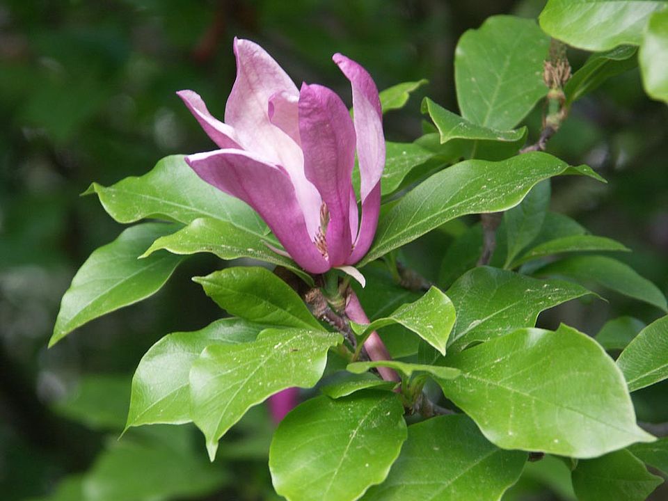 Magnolia liliiflora cv. ‘Susan’ – Purpur-Magnolie (Magnoliaceae)