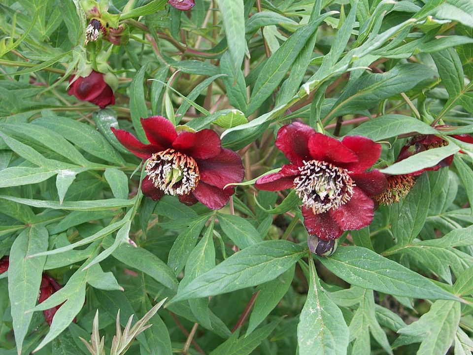 Paeonia suffruticosa – Strauch-Pfingstrose (Paeoniaceae)