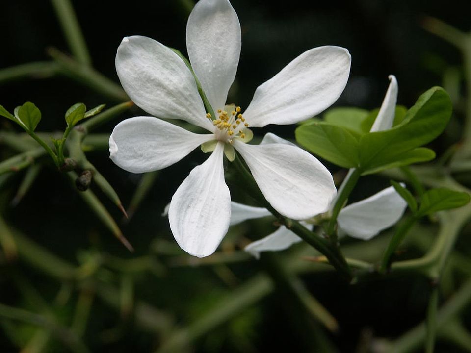 Poncirus trifoliata – Bitterorange (Rutaceae)