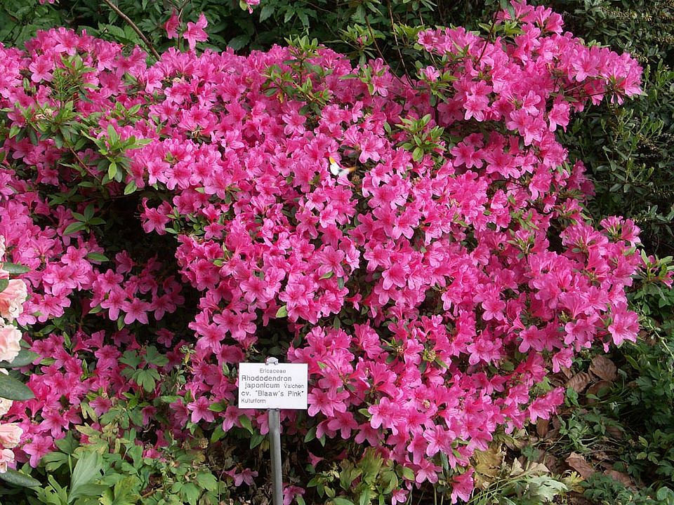 Rhododendron japonicum cv. ‘Blaaw’s Pink’ (Ericaceae)