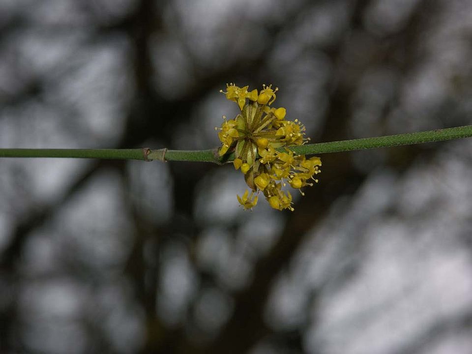 Cornus mas - Kornelkirsche (Cornaceae)